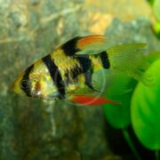 In a clear aquarium, the BARB - TIGER LONGFIN Puntigrus tetrazona showcases its vibrant colors with black stripes and red, green fins on a shimmering green-yellow body. Rocks and lush aquatic plants in the background enhance this visual delight.