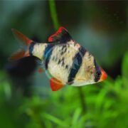 The BARB - TIGER Puntigrus tetrazona, with its silver body adorned with black stripes and red-tinted fins, glides gracefully against a lush backdrop of green aquatic plants, creating a vibrant underwater scene in a freshwater aquarium.
