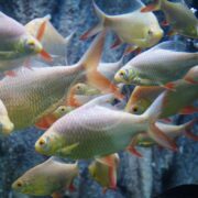 A lively group of BARB - TINFOIL RED TAIL ALBINO / GOLD Barbonymus schwanenfeldii, with vibrant orange fins and tails, glides together against a bluish-gray background, creating an eye-catching aquatic scene.