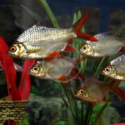 In an aquarium, a group of BARB - TINFOIL RED TAIL (Barbonymus schwanenfeldii) elegantly swims, their silver bodies and distinctive red fins creating a stunning contrast against vibrant green plants and striking red leaves.