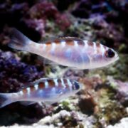 A BASSLET - CHALK Serranus tortugarum with blue and brown stripes swims vibrantly near another colorful fish against a blurred coral background.