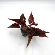 A small potted plant with jagged, pointed, reddish-brown leaves spreads outward against a plain white background.