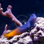 A BLENNY - BICOLOR Ecsenius bicolor, flaunting a vibrant blue head and orange tail, rests on rocky terrain in an aquarium with coral branches creating a textured, colorful backdrop.