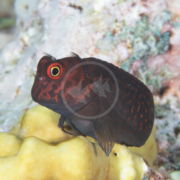 Close-up of the BLENNY - EMBER Cirripectes stigmaticus, featuring its unique red and orange patterns, resting on yellow coral. The small, dark-colored fish displays large round eyes and delicate fins against a textured coral surface backdrop.