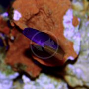 A small fish, possibly a BLENNY - FLAMETAIL Enchelyurus flavipes, swims near orange coral with a vivid purple head and brownish body. Its slender form is positioned diagonally in the water, creating a striking contrast against the backdrop.