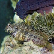 A small, camouflaged fish, likely a BLENNY - LAWNMOWER Salarias fasciatus, rests on a rock among aquatic plants and coral. Its speckled pattern blends seamlessly with the environment as the dark backdrop highlights its presence amid vibrant marine life.