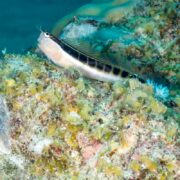 A small, colorful fish, the BLENNY - LINEAR Ecsenius lineatus, rests on a rocky, algae-covered surface underwater with distinct dark markings along its slender body surrounded by green and brown hues.