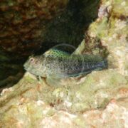 The BLENNY - MOLLY MILLER, Scartella cristata, has red-eyed spotted fish resting on a coral reef. Its speckled body with greenish spots blends with the rocky, algae-covered surroundings underwater—perfect camouflage for this species.