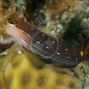 A close-up of the BLENNY - PICTUS Ecsenius pictus showcases its pointed mouth and unique pattern as it rests on coral, displaying a brown body with white stripes and spots, a yellow-black head, and an evident fin against the detailed coral backdrop.