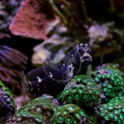 In an aquarium, the BLENNY - STARRY Salarias ramosus with its black body and white spots nestles on lush green coral, enhancing the vivid backdrop of colorful coral formations for a mesmerizing underwater scene.