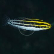 The BLENNY - STRIPED Meiacanthus grammistes, with a vibrant yellow back and black stripes, swims against a dark background. Its white underbelly and spotted tail provide striking contrast to the scene.