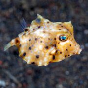 Close-up of a BOXFISH - THORNBACK FORNASINI Lactoria fornasini featuring a yellow-orange body with blue and black spots, distinctive boxy shape, and prominent blue eyes against a dark, blurred background.