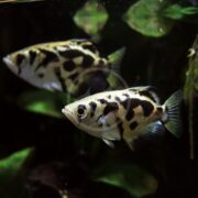 In a dimly lit aquarium, two MISC - ARCHERFISH CLOUDED (Toxotes blythii) glide gracefully near lush green plants, showcasing their striking black and white patterns and distinctive fins, adding elegance to the underwater scene.