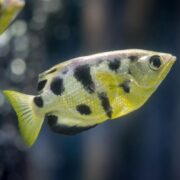 A vibrant BRACKISH - ARCHERFISH GREEN Toxotes chatareus with yellow and black spots displays its distinctive dorsal fin in clear water. The blurred background highlights the fishs unique pattern and coloration.