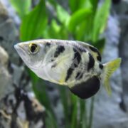The BRACKISH - ARCHERFISH Toxotes jaculatrix with black and silver markings swims gracefully in a clear aquarium, surrounded by green plants and rocks. Its streamlined body and prominent eyes create an effortlessly captivating natural aquatic environment.
