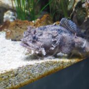 A BRACKISH FW LIONFISH / TOADFISH (Batrachomoeus trispinosus) with a textured, bumpy look lies on a gravel surface underwater. Its mottled gray and brown body merges with the rocky background, accompanied by green plants and rocks in the backdrop.
