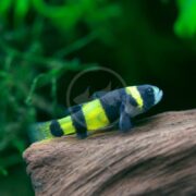 A BRACKISH - GOBY BUMBLEBEE, Brachygobius xanthozonus, flaunts its striking yellow and black stripes while perched on wood, surrounded by lush green aquatic plants in a natural underwater setting.
