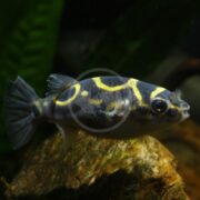 In the dim aquarium, the BRACKISH - PUFFER FIGURE 8 (Dichotomyctere ocellatus) elegantly swims among rocks and plants, its yellow and black spots creating a mesmerizing display against the dark backdrop.