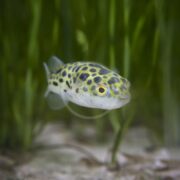A BRACKISH - PUFFER SPOTTED GREEN fish, scientifically Dichotomyctere nigroviridis, drifts near the bottom in a lush aquatic scene. Its yellow and black patterns contrast strikingly with the tall surrounding plants.