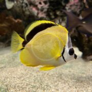 A vibrant yellow and black BUTTERFLY - BARBERFISH (Johnrandallia nigrirostris) glides gracefully in an aquarium with a sandy bottom, surrounded by blurred coral and other fish, its distinct black bands and pointed snout unmistakable.