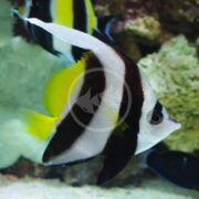 In an aquarium, a BUTTERFLY - HENIOCHUS BLACK & WHITE Heniochus acuminata glides gracefully, displaying its striking black, white, and yellow markings and prominent dorsal fin as it navigates through vibrant coral and marine life.