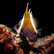 The BUTTERFLY - HENIOCHUS BROWN / HUMP HEAD (Heniochus varius) glides past a coral rock, showcasing its yellow and white striped body with a triangular dorsal fin against a deep black background, highlighting its vivid colors and making it captivating to watch.