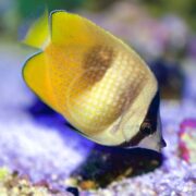 A close-up of the vibrant BUTTERFLY - KLEIN Chaetodon kleinii shows its yellow and white speckled body with black head markings, set against a blurred coral background in an aquarium.