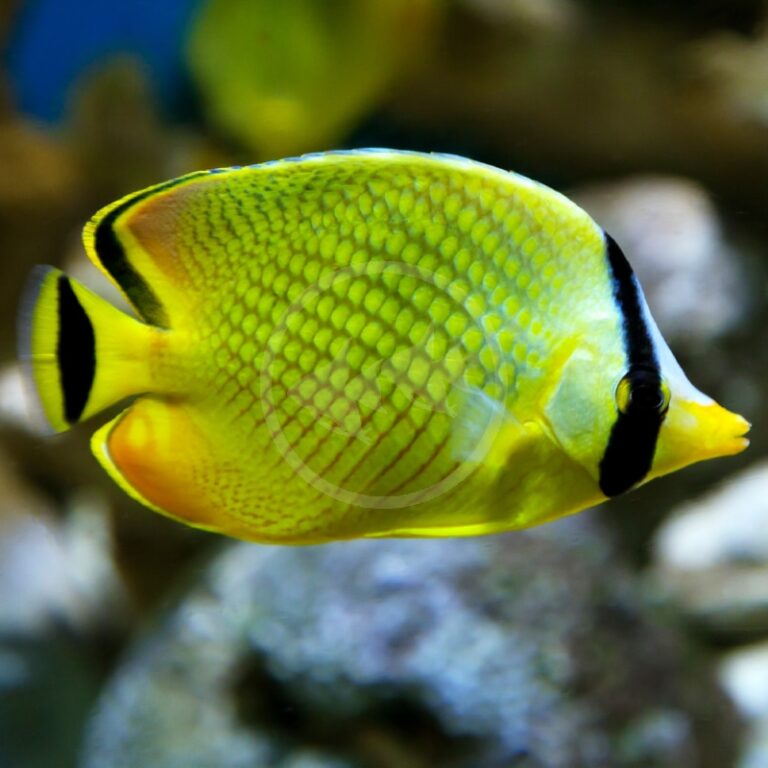 BUTTERFLY - LATTICED Chaetodon rafflesi - Aquatics Unlimited