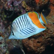 A vibrant BUTTERFLY - MERTENSII Chaetodon mertensii fish with distinct black and white patterns, bright orange patches, and black fin detailing swims against a rocky underwater backdrop.