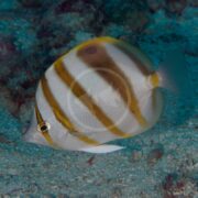 A BUTTERFLY - OCELLATED Parachaetodon ocellatus, with white and yellowish-brown stripes, glides near a sandy ocean floor. Its flat, round body and small mouth highlight its distinct eye.