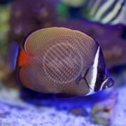 The BUTTERFLY - PAKISTAN / RED-TAILED Chaetodon collare, with its brown and red body, striking white facial markings, and blue-tipped fin, glides gracefully past blurred multicolored coral in an aquarium, adding vibrancy to the picturesque scene.