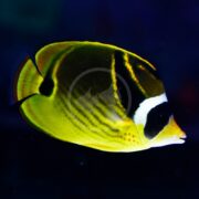 The BUTTERFLY - RACCOON Chaetodon lunula showcases vibrant yellow and black markings as it gracefully glides in a dark blue-green aquarium, featuring a small mouth and prominent fins.