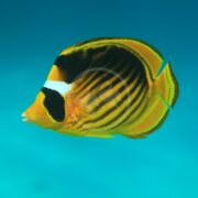 A BUTTERFLY - RED SEA RACCOON (Chaetodon fasciatus) exhibits striking orange, yellow, and black patterns as it swims through the vibrant blue waters of the Red Sea.
