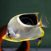 The BUTTERFLY - SADDLEBACK Chaetodon ephippium features yellow-tipped triangular dorsal fins, vibrant pectoral fins, and a striking black and white pattern on its head as it elegantly swims against a dark green aquarium background.
