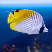 The BUTTERFLY - THREADFIN AURIGA Chaetodon auriga, with its striking yellow and white stripes, black markings, and hints of blue on its fins, elegantly swims in clear water against a vibrant blue ocean backdrop.