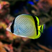 A BUTTERFLY - VAGABOND Chaetodon vagabundus with a disc-shaped body, yellow tail, and black stripes swims through murky water. Its fins have black edges, and blue and yellow hues cover its body. Coral is faintly visible in the background.