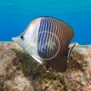 A vividly colored angelfish, resembling the striking BUTTERFLY - WHITE FACE Chaetodon mesoleucos with its white body and black vertical stripes, swims near a textured rock against a bright blue underwater backdrop.