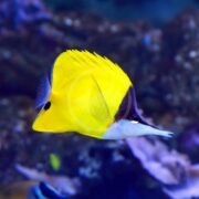 A BUTTERFLY - YELLOW LONGNOSE (Forcipiger flavissimus) glides gracefully through the ocean with a striking black stripe across its eyes, set against a blurred underwater backdrop.