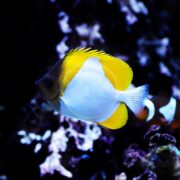 A vibrant BUTTERFLY - YELLOW PYRAMID (Hemitaurichthys polylepis) fish gracefully swims against a dark backdrop with coral in an aquarium, showcasing its strikingly yellow fins and sleek white body.