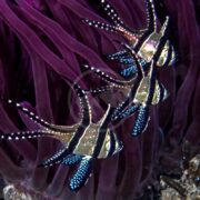 Three CARDINAL - BANGGAI AQUACULTURED Pterapogon kauderni glide gracefully with their black and white stripes and spotted fins, creating a mesmerizing display in front of vibrant purple coral.