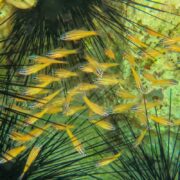 In a clear underwater scene with rocky, sandy surroundings, a swarm of CARDINAL - ORANGE STRIPED Ostorhinchus cyanosoma fish gracefully navigate among sea urchins long black spines.