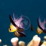 The CARDINAL - PAJAMA (Sphaeramia nematoptera) glides through the ocean, its vibrant yellow body with black and white spots, red eyes, and translucent fins creating a stunning display as other fish blur in the background.