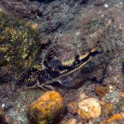 A CATFISH - CORY BANDED / BEARDED Scleromystax barbatus glides gracefully near rocks on a sandy, pebbled riverbed, its elongated fins and patterned body adding to the serene aquatic scene.