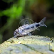A CATFISH - CORYDORAS SALT & PEPPER PYGMY (Corydoras habrosus) glides by a rock in a tank, set against a blurred background of green aquatic plants.
