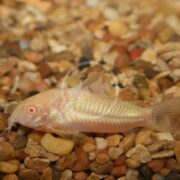 The CATFISH - CORYDORAS ALBINO (Corydoras aeneus) rests on a gravel substrate in an aquarium, its pale, pinkish-white body and delicate fins blending subtly with the colorful pebbles beneath.