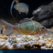 A small, colorful fish with a shiny, iridescent body swims near the rocky bottom of an aquarium, sharing the space with a CATFISH - EMERALD BROCHIS Corydoras (Brochis) splendens. Another blurry fish appears in the background.