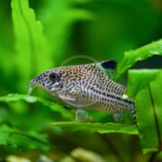 In a freshwater aquarium, the CATFISH - CORYDORAS JULII gracefully swims among green aquatic plants, showcasing its distinctive pointed snout and delicate fins adorned with intricate stripes and spots.