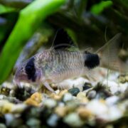 A CATFISH - CORYDORAS PANDA gracefully glides over a pebbled aquarium floor, displaying its grey, speckled body and distinctive black markings. Softly blurred bright green plants enhance the serene environment.