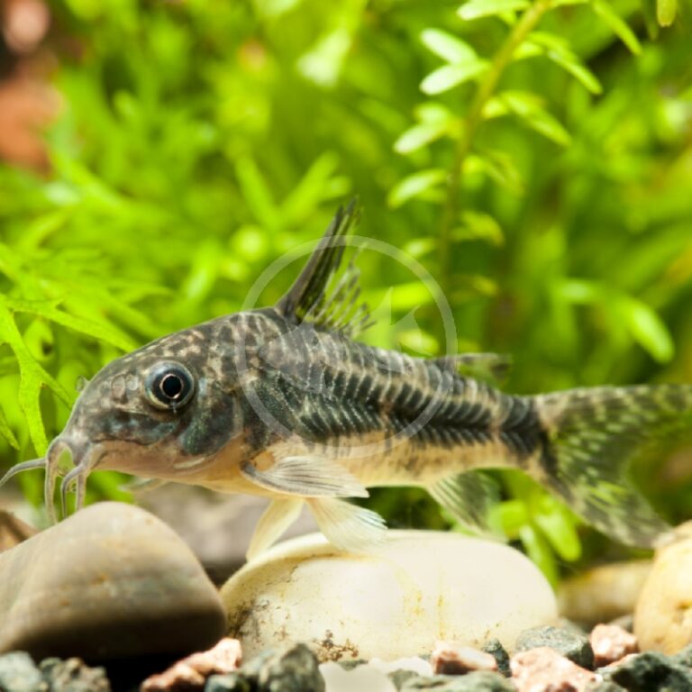 Catfish - Corydoras Peppered Corydoras Paleatus - Aquatics Unlimited