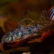 The CATFISH - CORYDORAS PEPPERED LONGFIN HIFIN, with speckled patterns and iridescent scales, swims near the aquarium bottom. Amidst brown leaves, this catfish displays distinct fins and whisker-like appendages near its mouth.